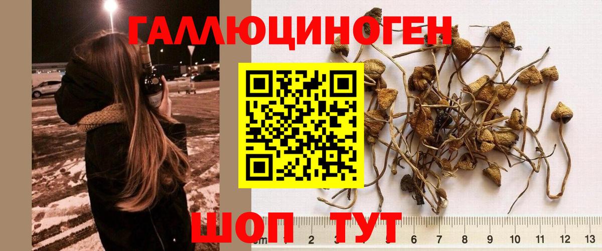 Псилоцибиновые грибы Psilocybe Воткинск